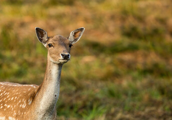 Naklejka na ściany i meble Female of Fallow deer (Dama dama)