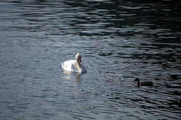 Fototapeta premium swan on the lake,nature, birds, white, duck, wildlife,animal, swim, wild, 