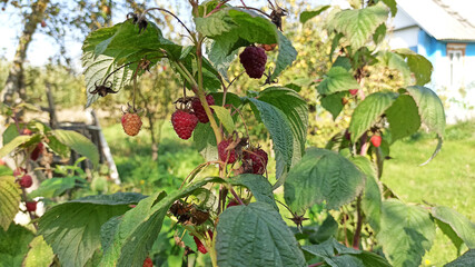 Raspberry fruits hang from stems with bright green leaves. Harvesting near the house.