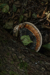 Fototapeta premium tree mushroom in the forest