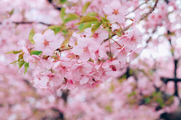 close up pink sakura tree in japan