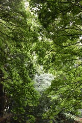 Dull Filed in Ireland