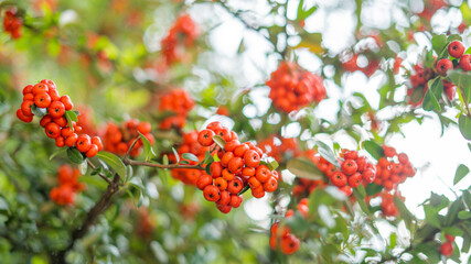 Pointleaf Manzanitas Bush with a Blurry Background