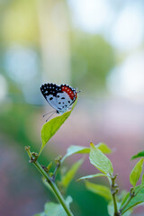 butterfly on a leaf 