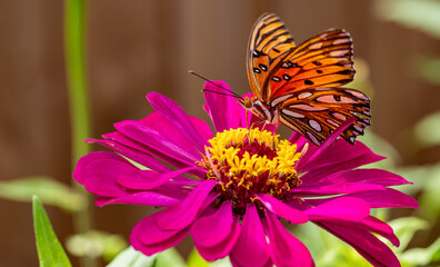 Close-up Of Butterfly Pollinating On Flower