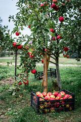 Harvesting of red apples in black plastic box.