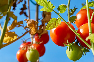 Red ripe and green unripe organic tomatoes on a branch in a vegetable garden agains a blue sky.