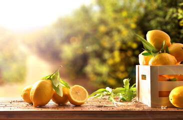 Crate of freshly picked lemons on wooden table in field