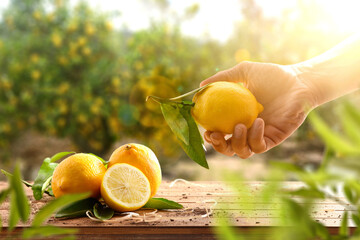 Hand picking lemon in orange grove with lemons on table - obrazy, fototapety, plakaty