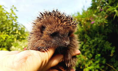 Kleiner Igel in der Hand