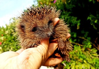 Igel in der Hand