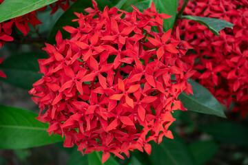 Red Rangoon Flower or Ixora or Jungle Geranium