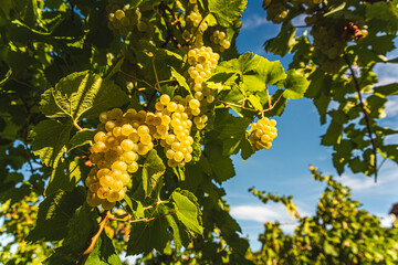 White grapes with green leaves on the vine. fresh fruits. Harvest time early Autumn.