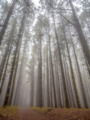 Naklejka premium forest trees with fog in winter