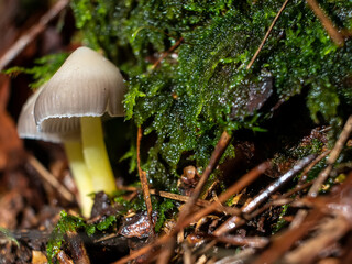 mushrooms in the forest among wet trees