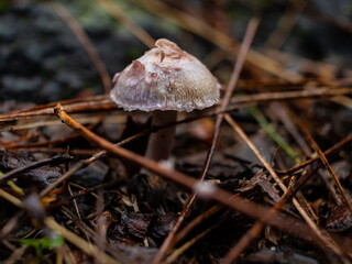 mushrooms in the forest among wet trees