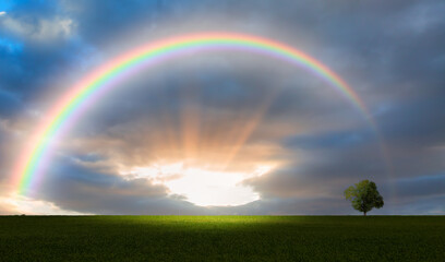 Naklejka premium Beautiful landscape with green grass field and lone tree in the background amazing rainbow