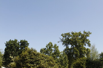 trees in the sky