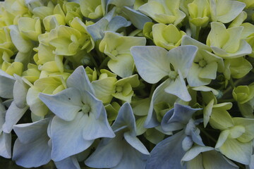 close up of a leaves