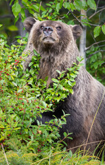 Grizzly bear in the wild
