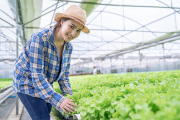 Asian woman farmer picking lettuce in hydroponic greenhouse.