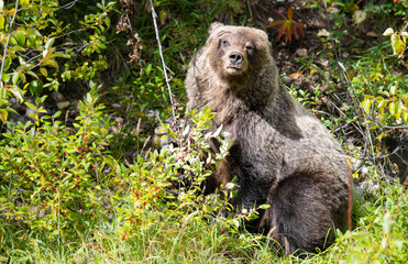 Grizzly bear in the wild