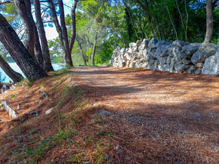 Path through pine trees next to sea