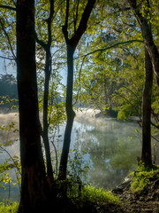 Fototapeta na wymiar Early Morning at Ginnie Springs on the Santa Fe River, Florida