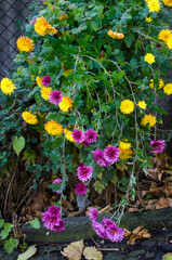 bush of bright autumn colors
