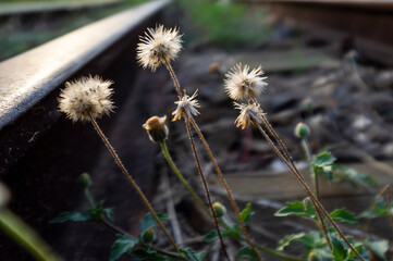 flower in the train tracks