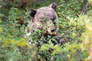 Grizzly bear in the wild
