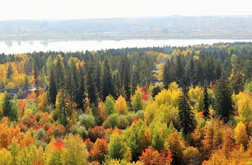 Bright autumn trees in a nature park
