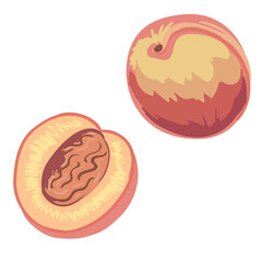 Whole peach and cut peach. Bright orange fruit. Vector hand drawn illustration. Isolated on white