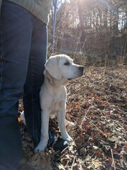 White Lab Dog Yellow Labrador Retriever Puppy Outdoors in the Fall on a Leash with a Person in Jeans