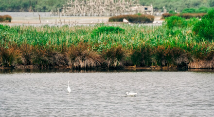 River Leyre with water fowls