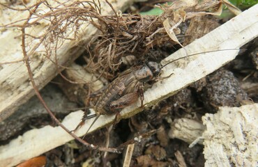 Brown cricket on ground in Florida wild, closeup