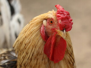 rooster in the farm