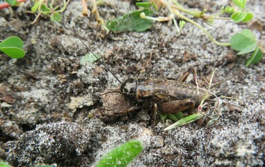Brown cricket on ground in Florida wild, closeup