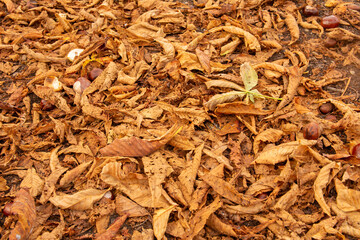 Close up of golden leaves in an Autumn forest road. Autumn leaves on the ground.