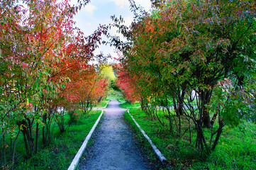 Autumn alley in park with shrubs and green grass. In the afternoon outdoors.