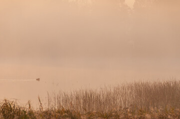 Landscape with a lake view, dawn, swimming duck