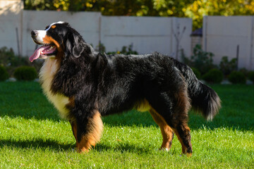 well-groomed purebred dog Berner Sennenhund, standing in profile, against background of green grass