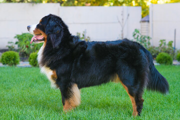 well-groomed purebred dog Berner Sennenhund, standing in profile, against background of green grass