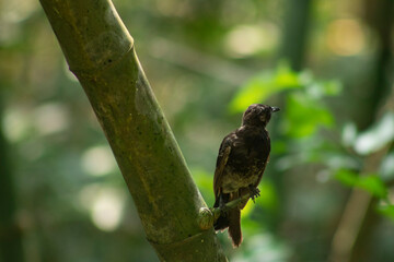 A bird alone and looking for some feed