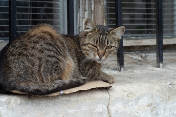 A playful striped cat among the urban space.