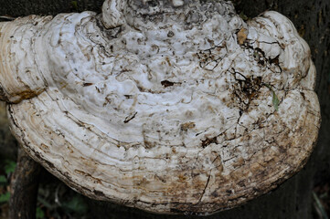 Chaga (shelf fungus)  on a wooden background. Naturopathy. Alternative medicine