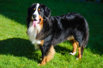 beautiful smiling dog, with protruding tongue, Berner Sennenhund breed, against a background of green grass
