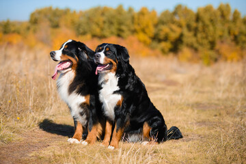 dogs of breed Berner Sennenhund,  boy and girl, sit next to  background of autumn yellowing forest