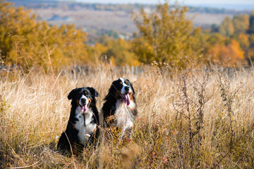 Naklejka na ściany i meble dogs of Berner Sennenhund breed, couple of themselves and a female, sit in dry grass against the background of an autumn yellowing forest