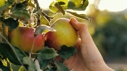 Woman picking red apple at the garden - Powered by Adobe